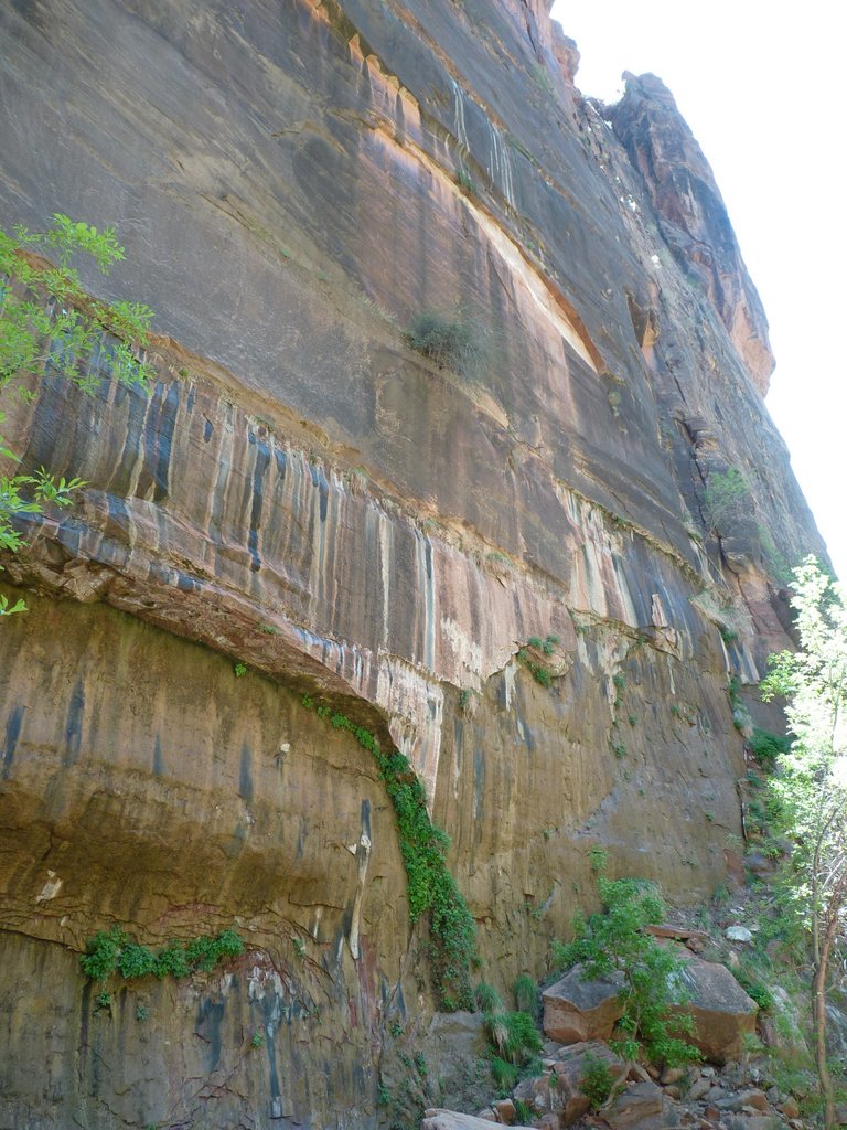 Zions