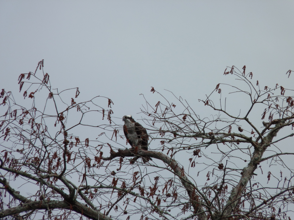 aigle pcheur