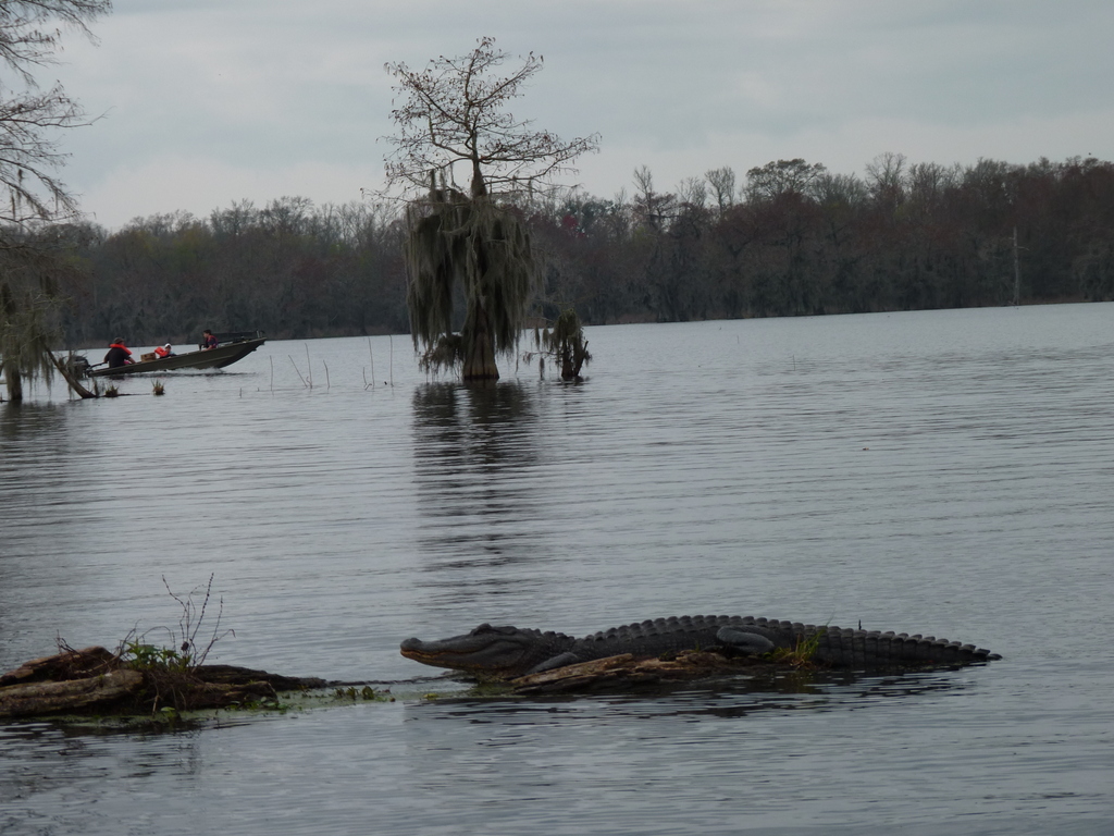gator