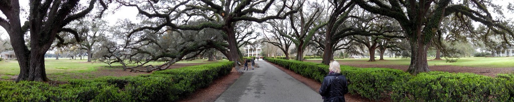 oak alley 15