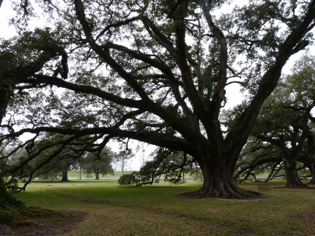 oak alley 3