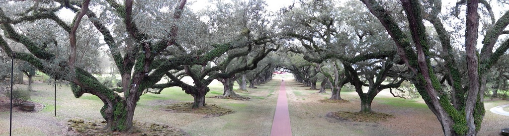 oak alley 16