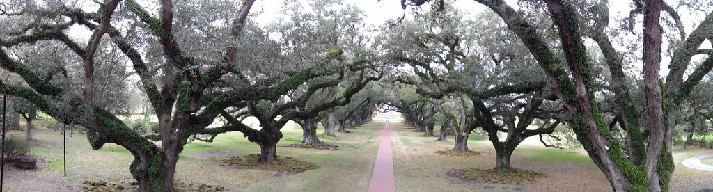 oak alley 17