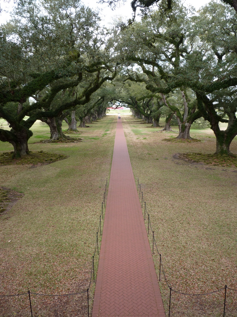 oak alley 8