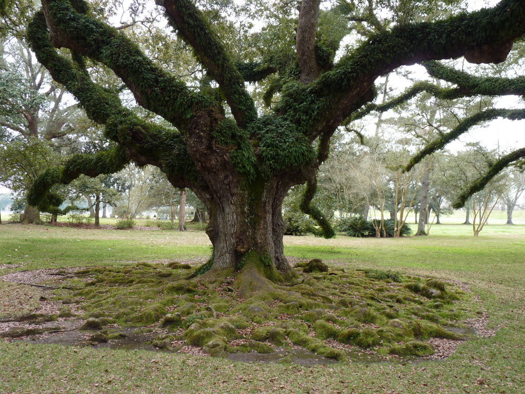 oak alley 5
