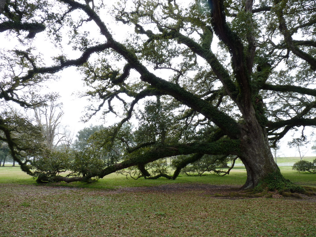 oak alley 4