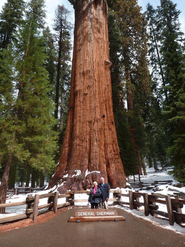 sequoia