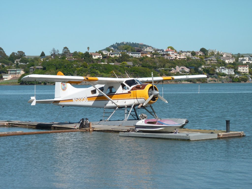 beaver